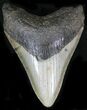 Bargain Megalodon Tooth - North Carolina #22961-1